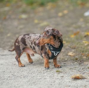 A dapple dachshund standing outdoors.